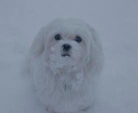 Charley in snow