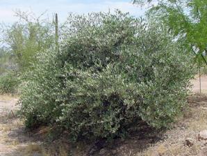 Jojoba plant