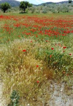 Poppy field, natural cure.