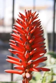 Red Hot Poker