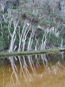 Australian tea tree