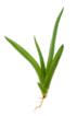 Aloe vera plant for natural remedies