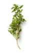 anti fungal oregano plant