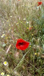 Wild flowers