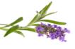 lavender plant for natural cures