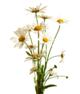 Chamomile plant, natural remedies