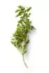 anti fungal oregano plant