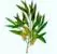 Anti bacterial tea tree plant